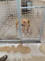 CEPAD Centre De Proteccio D'animals Domestics - Bild 9