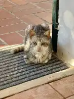 CEPAD Centre De Proteccio D'animals Domestics - Bild 4