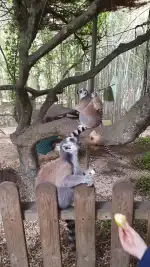 CEPAD Centre De Proteccio D'animals Domestics - Bild 6