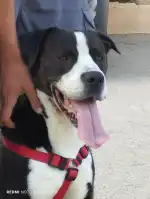 CEPAD Centre De Proteccio D'animals Domestics - Bild 7