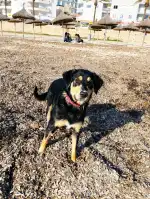 CEPAD Centre De Proteccio D'animals Domestics - Bild 9