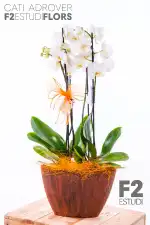 SalMa Flors - Image 9