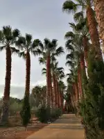 Jardinería Mallorquina Pujol - Bild 10