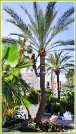 Jardinería Mallorquina Pujol - Bild 8