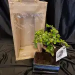 Floristería Flor de Flors - Bild 10