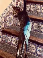 Deiarte Gallery & Bar - Bild 10