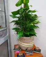 Eli Floristería - Bild 8