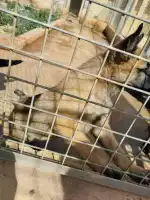 Sociedad Protectora de Animales Y Plantas de Mallorca