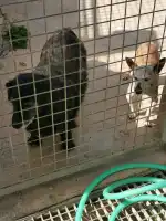 Sociedad Protectora de Animales Y Plantas de Mallorca - Imagen 3