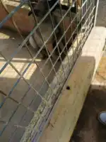 Sociedad Protectora de Animales Y Plantas de Mallorca - Imagen 6