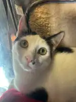 Sociedad Protectora de Animales Y Plantas de Mallorca - Imagen 7