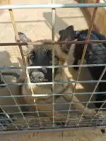 Sociedad Protectora de Animales Y Plantas de Mallorca - Imagen 9