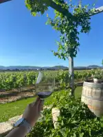 Bodegas Butxet - Bild 7