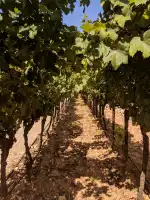 Bodegues Castell Miquel - Image 8