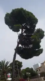 Costa Los Pinos real estate - Bild 10