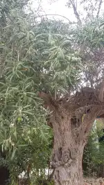 Costa Los Pinos real estate - Bild 8