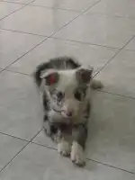 Clínica Veterinària Manacor - Bild 9