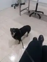 Clínica Veterinaria Son Moix