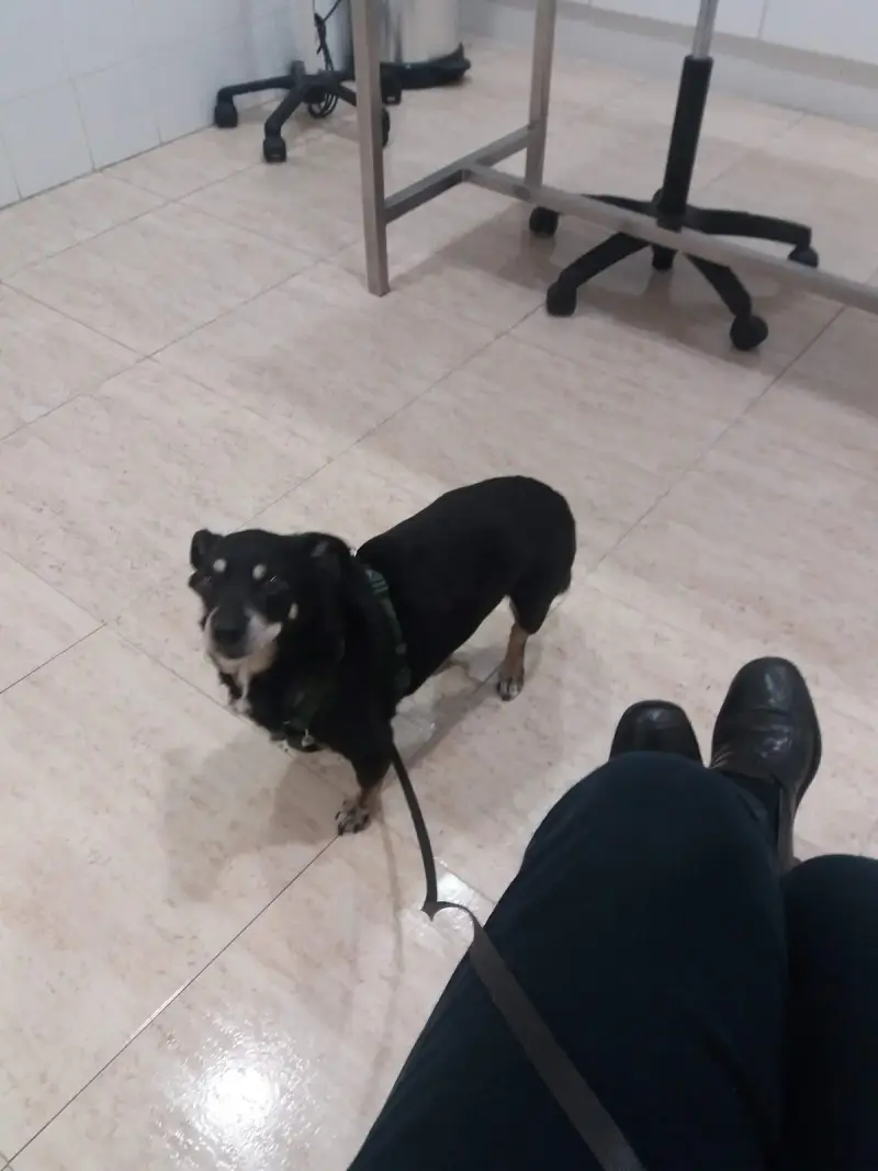 Clínica Veterinaria Son Moix - Bild 1