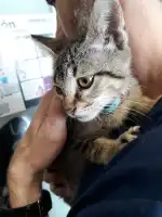 Clínica Veterinaria Son Moix - Bild 5