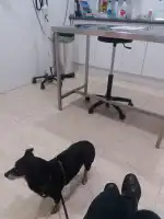 Clínica Veterinaria Son Moix - Bild 6