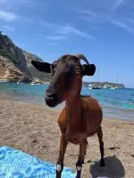 Platja des Coll Baix - Bild 9