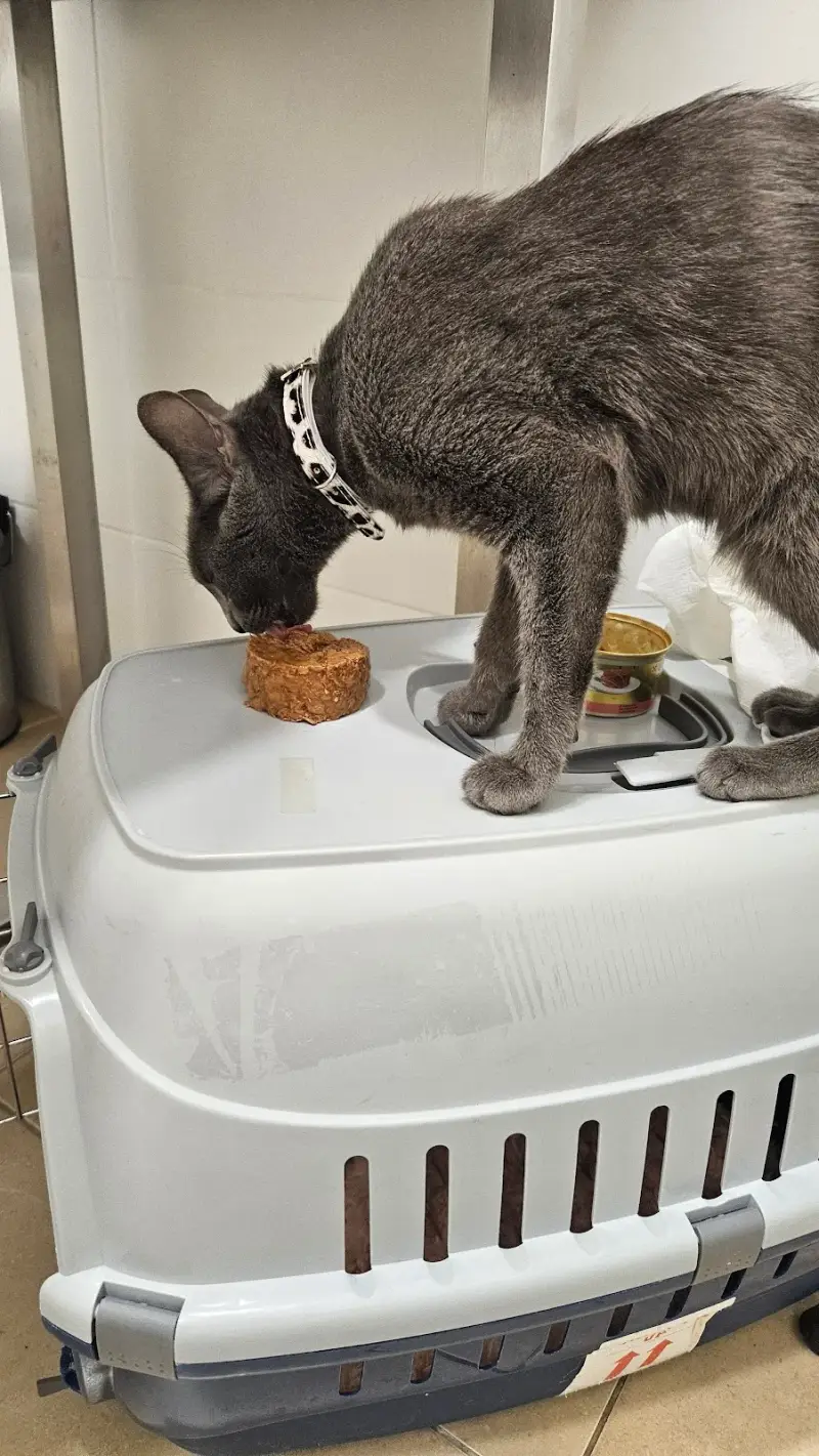 La Ribera Veterinaris - Bild 1