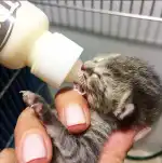 La Ribera Veterinaris - Bild 2