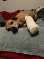 La Ribera Veterinaris - Bild 3