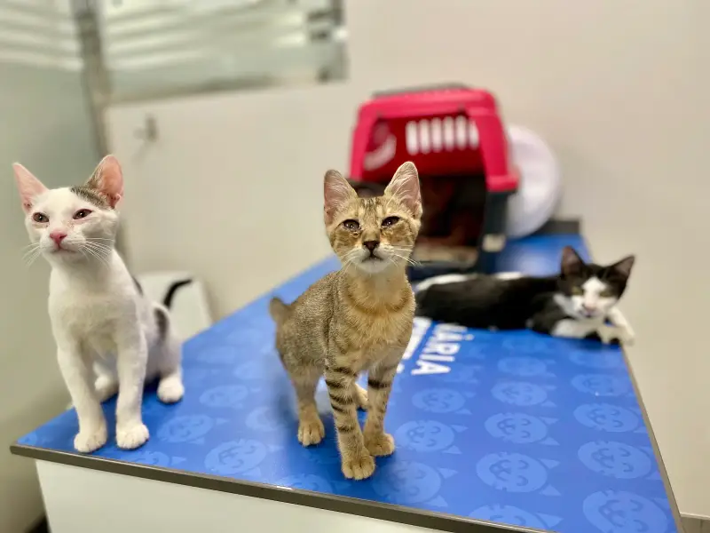 Veterinària Costitx - Bild 1