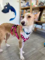 Veterinària Costitx - Bild 2