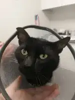 Veterinària Costitx - Bild 4