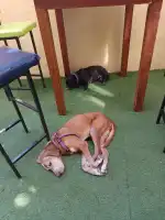 Veterinària Costitx - Bild 9