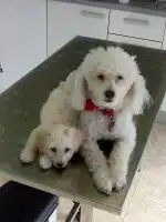 Clínica Veterinària Sineu - Bild 10