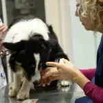 Clínica Veterinària Sineu - Bild 3