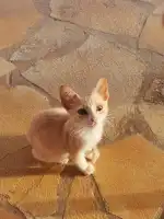 SOS Animal Mallorca - Imagen 10