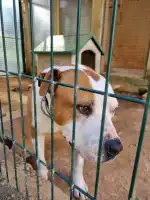 SOS Animal Mallorca - Imagen 9