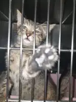 SOS Animal Mallorca - Imagen 6