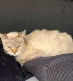 SOS Animal Mallorca - Imagen 3