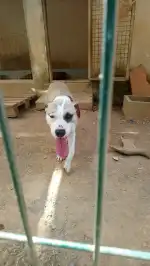 SOS Animal Mallorca - Imagen 8