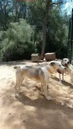 SOS Animal Mallorca - Imagen 9