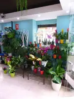 Art Viu Disseny floral - Bild 7