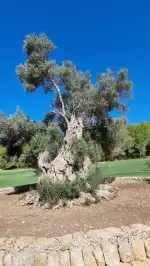 Golf Son Muntaner - Bild 5