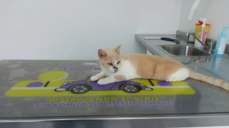 Centre Veterinari Part Forana - Bild 1