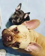 Centre Veterinari Part Forana - Bild 10