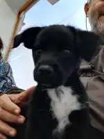 Centre Veterinari Part Forana - Bild 9