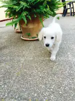 Centre Veterinari Part Forana - Bild 4