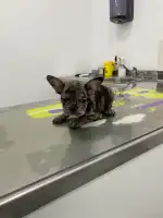 Centre Veterinari Part Forana - Bild 5