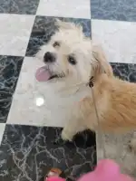 Centre Veterinari Part Forana - Bild 8