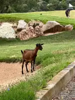 Golf de Son Termens - Bild 10